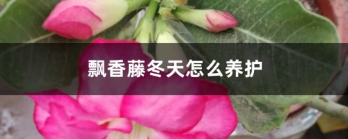 飘香藤冬天怎么养护，能换盆吗