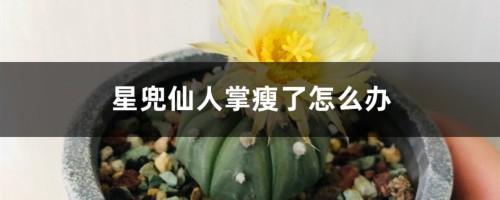 星兜仙人掌瘦了怎么办