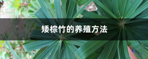 矮棕竹的养殖方法和注意事项