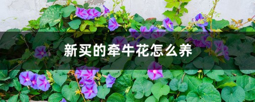 新买的牵牛花怎么养