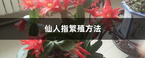 仙人指繁殖方法