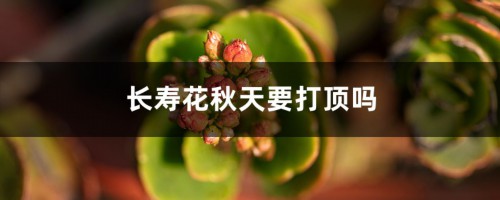 长寿花秋天要打顶吗