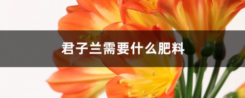 君子兰需要什么肥料