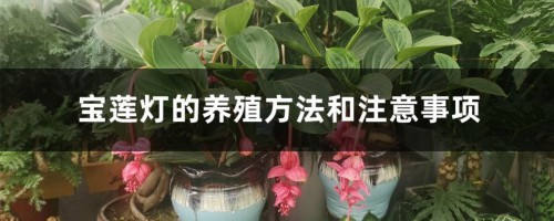 宝莲灯的养殖方法和注意事项