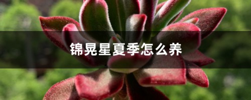 锦晃星夏季怎么养